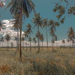 Palm trees on field against sky