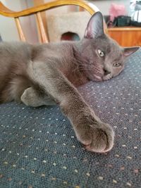 Close-up portrait of cat lying on floor