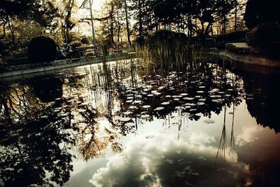 Reflection of trees in water