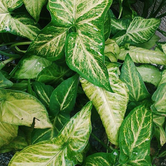 FULL FRAME SHOT OF LEAVES ON GREEN LEAVES