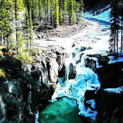 Stream flowing through forest