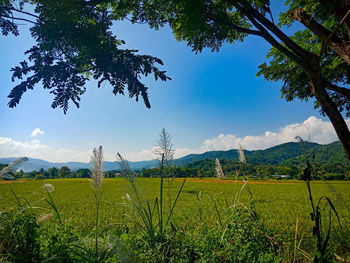 Scenic view of agricultural field against sky