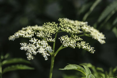 Close-up of white flowering plant