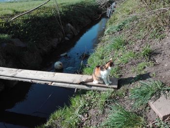 High angle view of cat sitting by lake