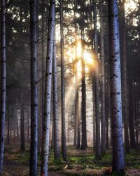 Sunlight streaming through trees in forest