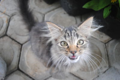 High angle portrait of cat