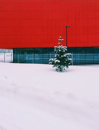 Scenic view of christmas tree during winter