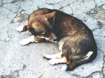 High angle view of dog sleeping