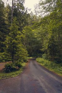 Road amidst trees in forest
