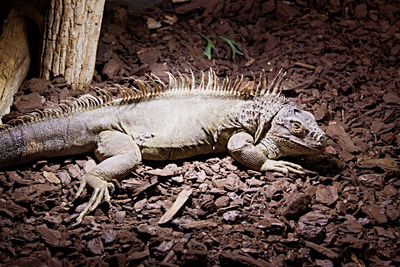 High angle view of animal on land