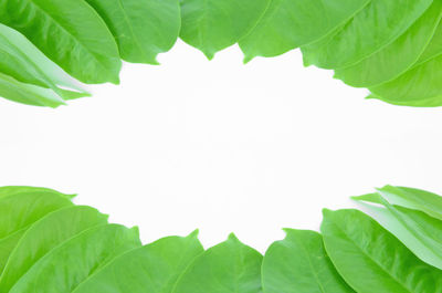 Close-up of green leaves against white background