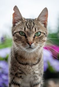 Close-up portrait of a cat