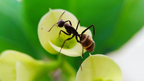 Close-up of insect on plant