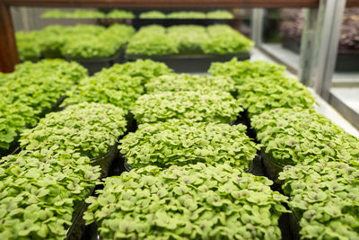 Close-up of vegetables for sale