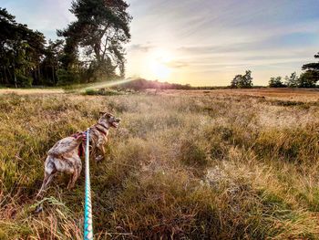 View of dog on field against sky during sunset