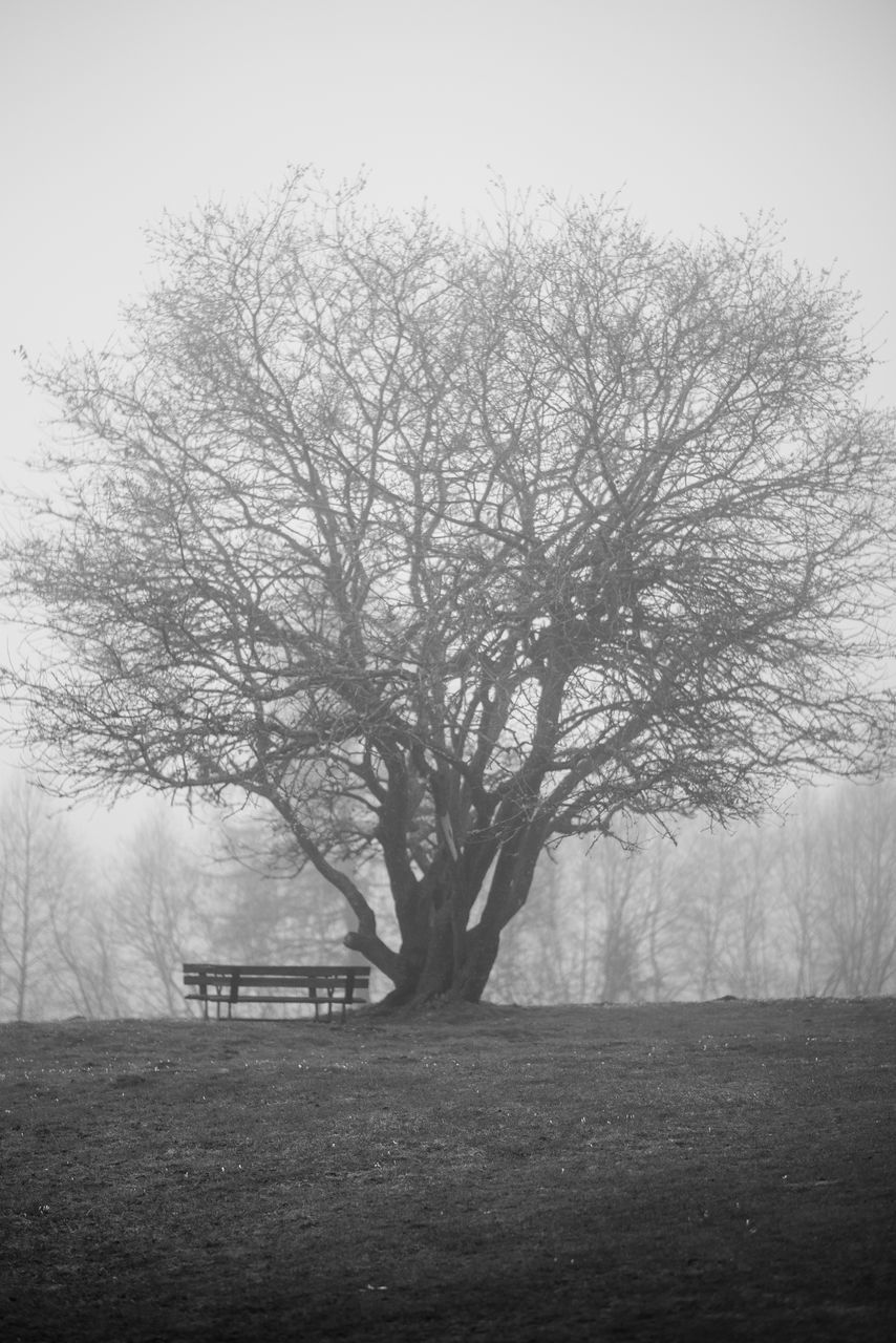 VIEW OF TREE IN PARK