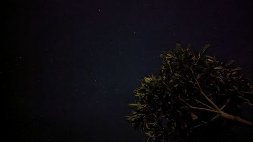 High angle view of christmas tree