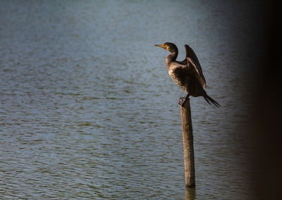 Bird perching on wooden post