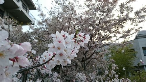 Pink cherry blossoms in spring