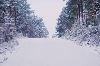 Snow covered trees in forest against clear sky