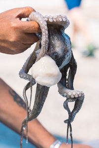 Fisherman slamming and softening with hand raw fresh octopus on the pier of the port of bari, puglia