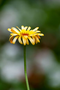 Close-up of yellow flowering plant