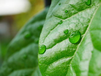 Close-up of wet leaf of basil