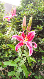 Close-up of pink flowers in park