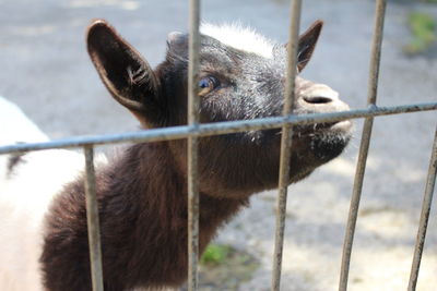 Close-up of a rabbit