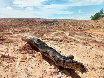 Lizard on a field