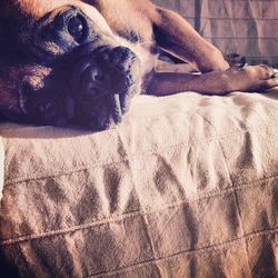 Close-up of a dog resting