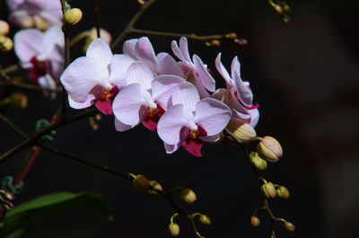 Close-up of flowers blooming outdoors