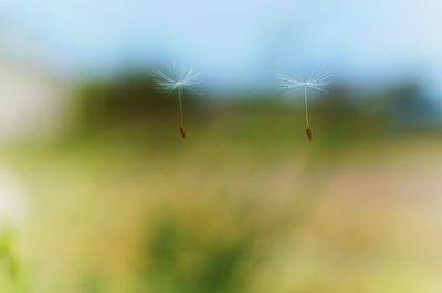 Close-up of flower against blurred background