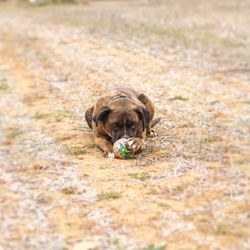 Puppy sitting on grass