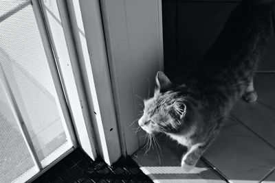 Cat looking through window at home