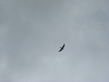 Low angle view of bird flying in sky