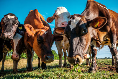 Cattle  standing on field against clear sky