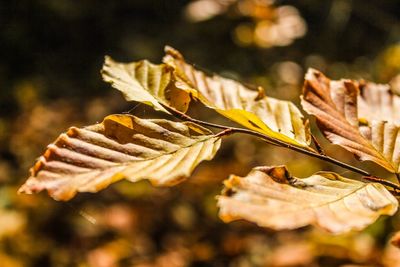 Close-up of autumnal leaves