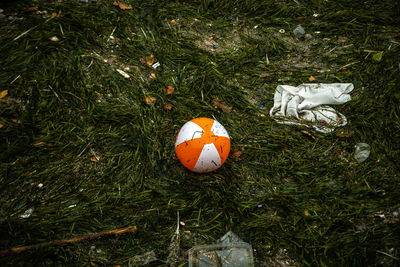 High angle view of orange fruit on field