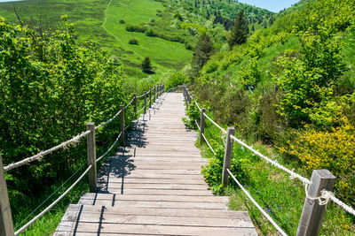 Narrow pathway along plants and trees