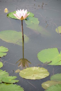 Lotus water lily in lake