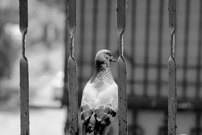 Close-up of bird perching outdoors