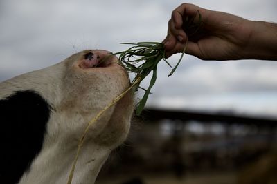 Close-up of hand feeding