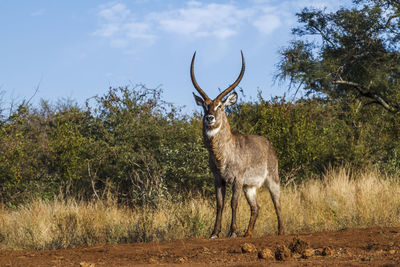 Deer standing on field