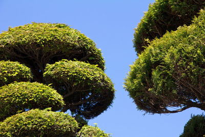 Low angle view of plants against clear sky