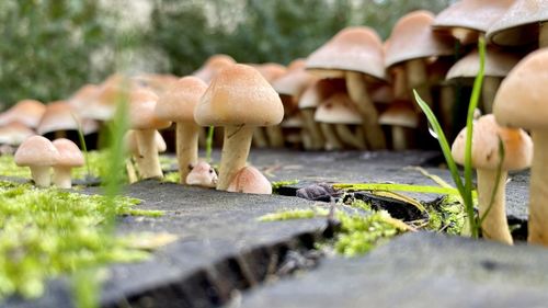 Close-up of mushrooms growing on field