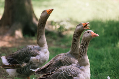Close-up portrait of grey anser anser geese in a countryside far