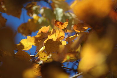 Close-up of yellow flowering plant leaves during autumn