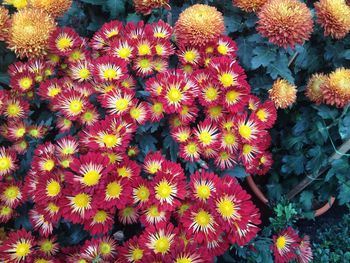 Full frame shot of flowers