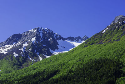 Low angle view of trees against clear blue sky